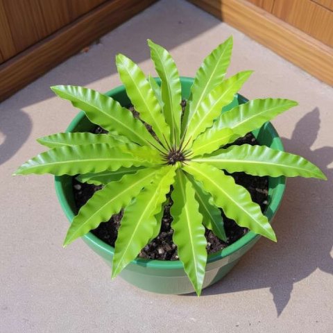 A healthy Bird's Nest Fern in a decorative pot, showcasing its bright green fronds.