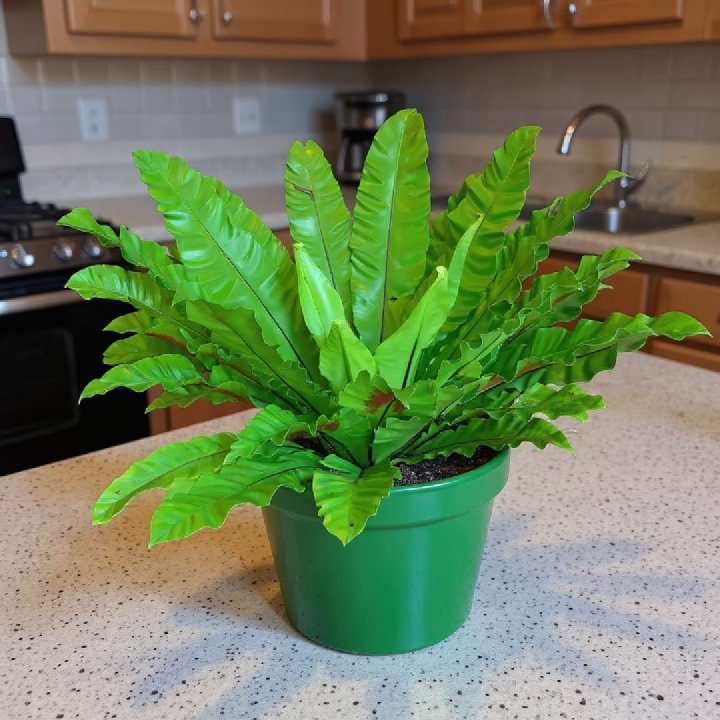 Bird’s Nest Fern