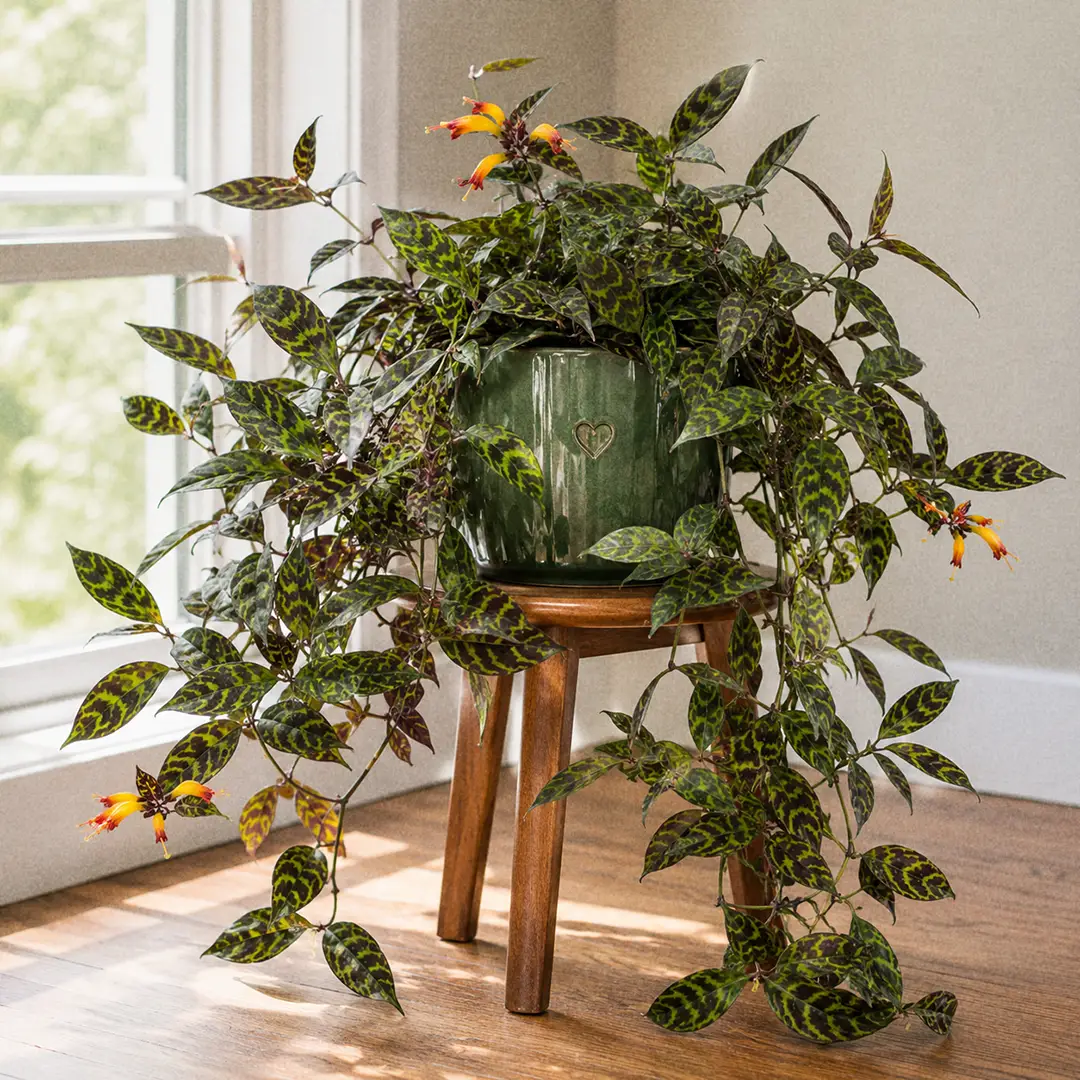 Black Pagoda Lipstick Plant