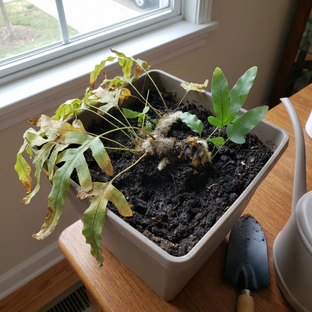 An overwatered Blue Star Fern with yellowing limp fronds and darkened mushy rhizomes in a wet dense potting mix.