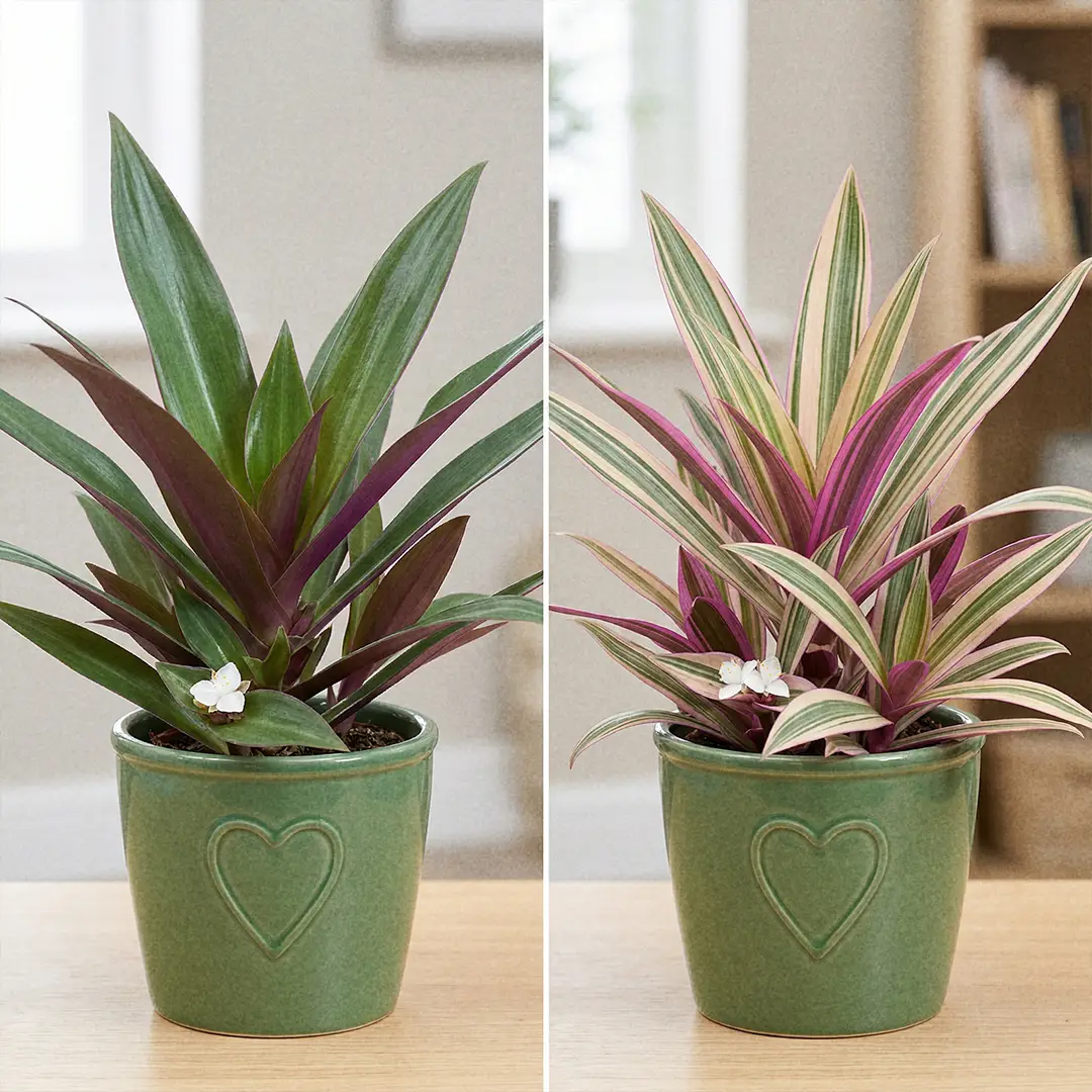 Side-by-side comparison of standard green Boat Lily and variegated Moses in the Cradle forms, showing upright rosettes with purple undersides and striped foliage.