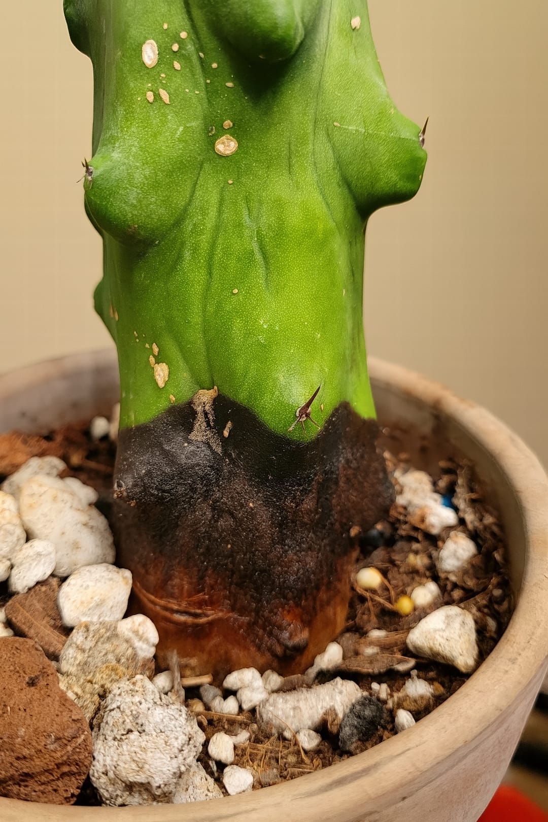 A Boob Cactus with the base of its stem turning brown and mushy, a clear sign of root rot from overwatering.