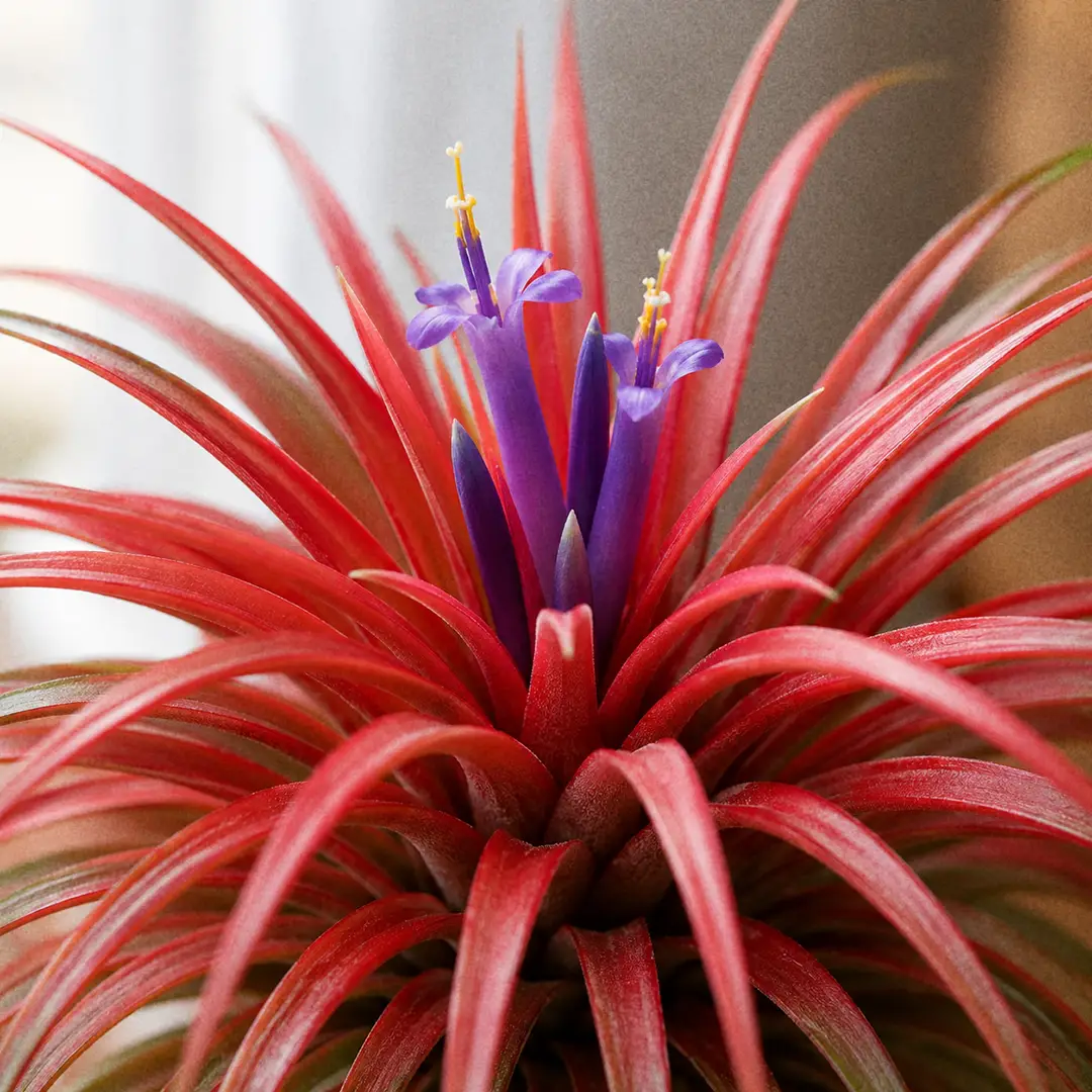 A macro close-up of a Tillandsia brachycaulos in full bloom, the entire rosette flushed deep scarlet red from the center outward, with slender violet purple tubular flowers emerging from the middle of the plant