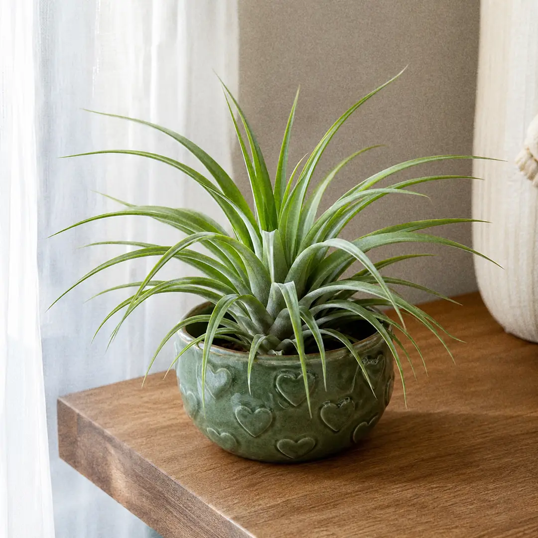 Brachycaulos Air Plant