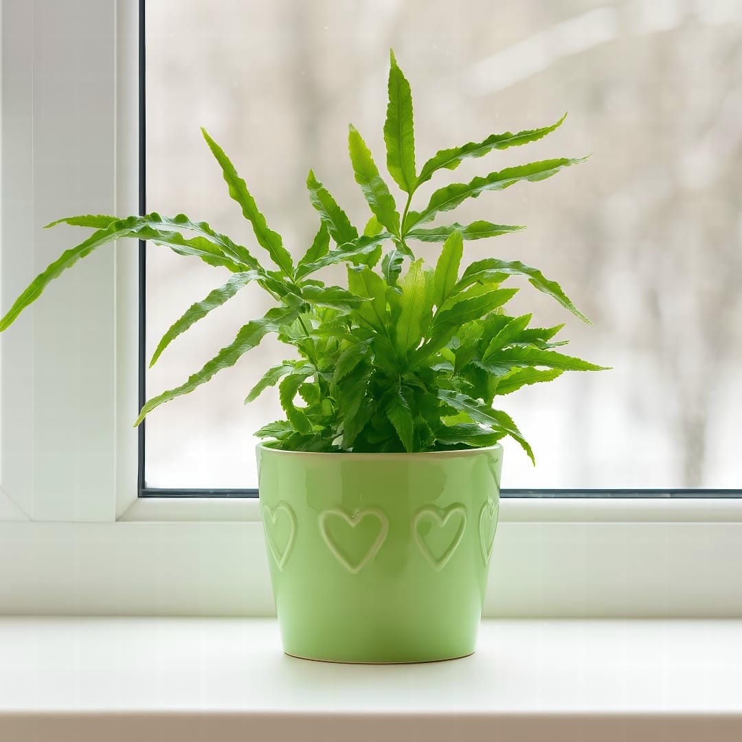 A Brake Fern sitting on a windowsill with bright, indirect light filtering through a sheer curtain.
