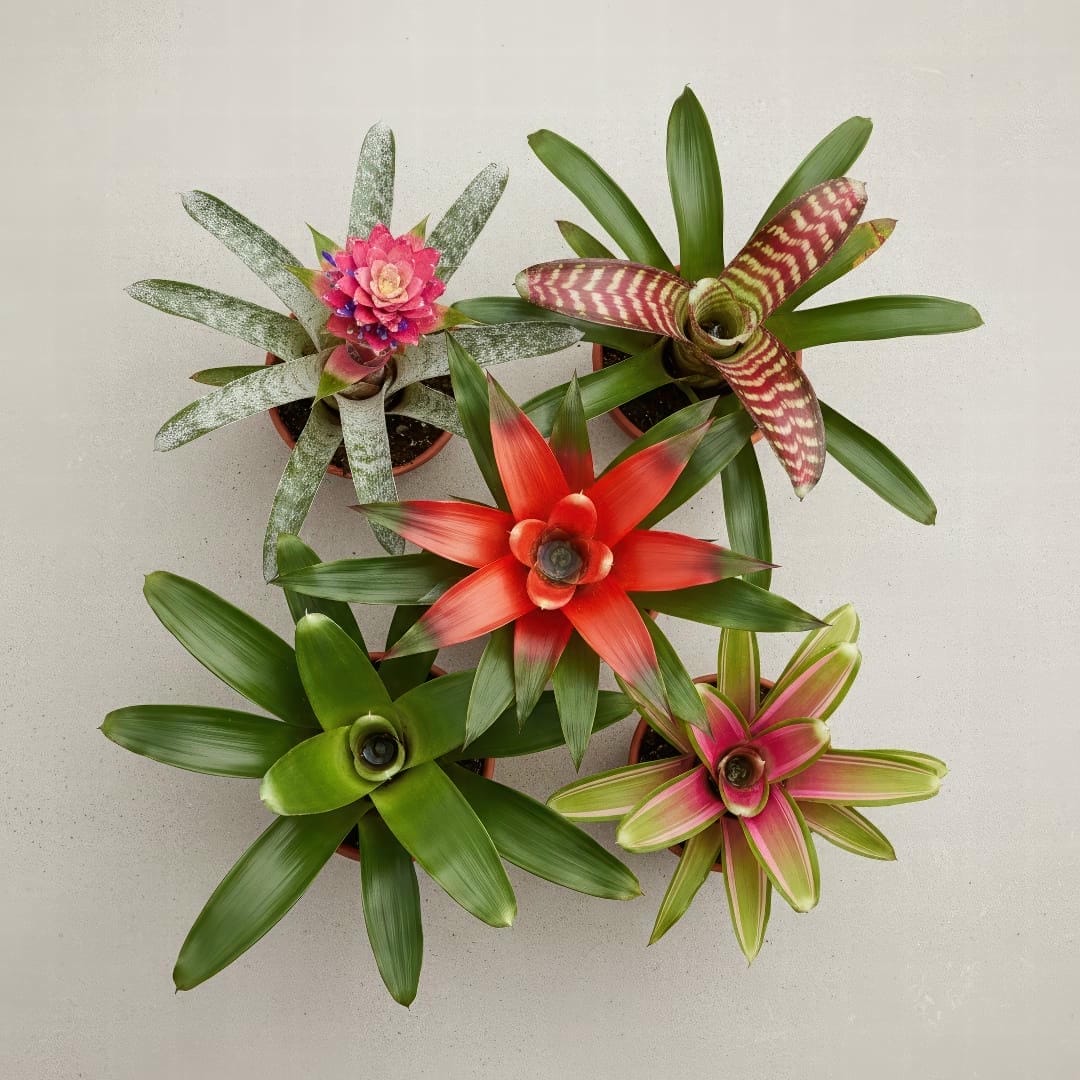 A collection of different bromeliad varieties showing a range of colors and shapes.
