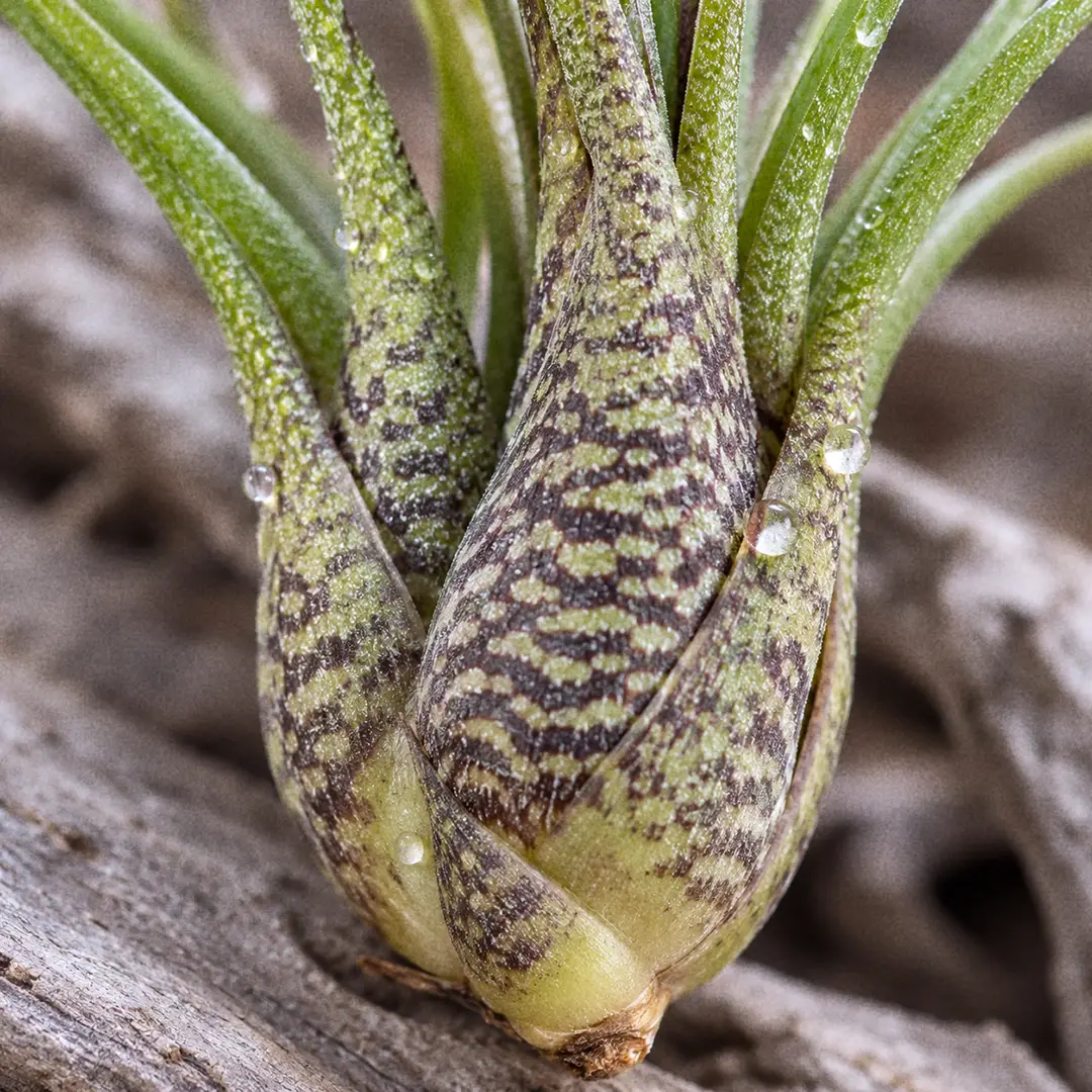 A macro close-up of the swollen hollow bulbous base of a Tillandsia butzii, showing the overlapping leaf sheaths banded in dark chocolate markings where the wiry leaves emerge, with water droplets beading on the surface