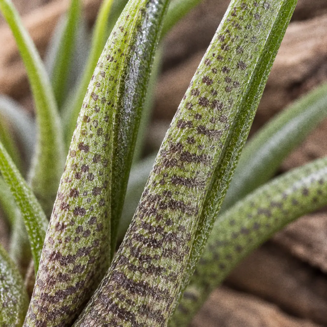 A macro close-up of Tillandsia butzii leaves filling the frame, showing the fine chocolate purple speckling and banding across deep green wiry recurved leaf surfaces, with soft window light picking out the trichome texture