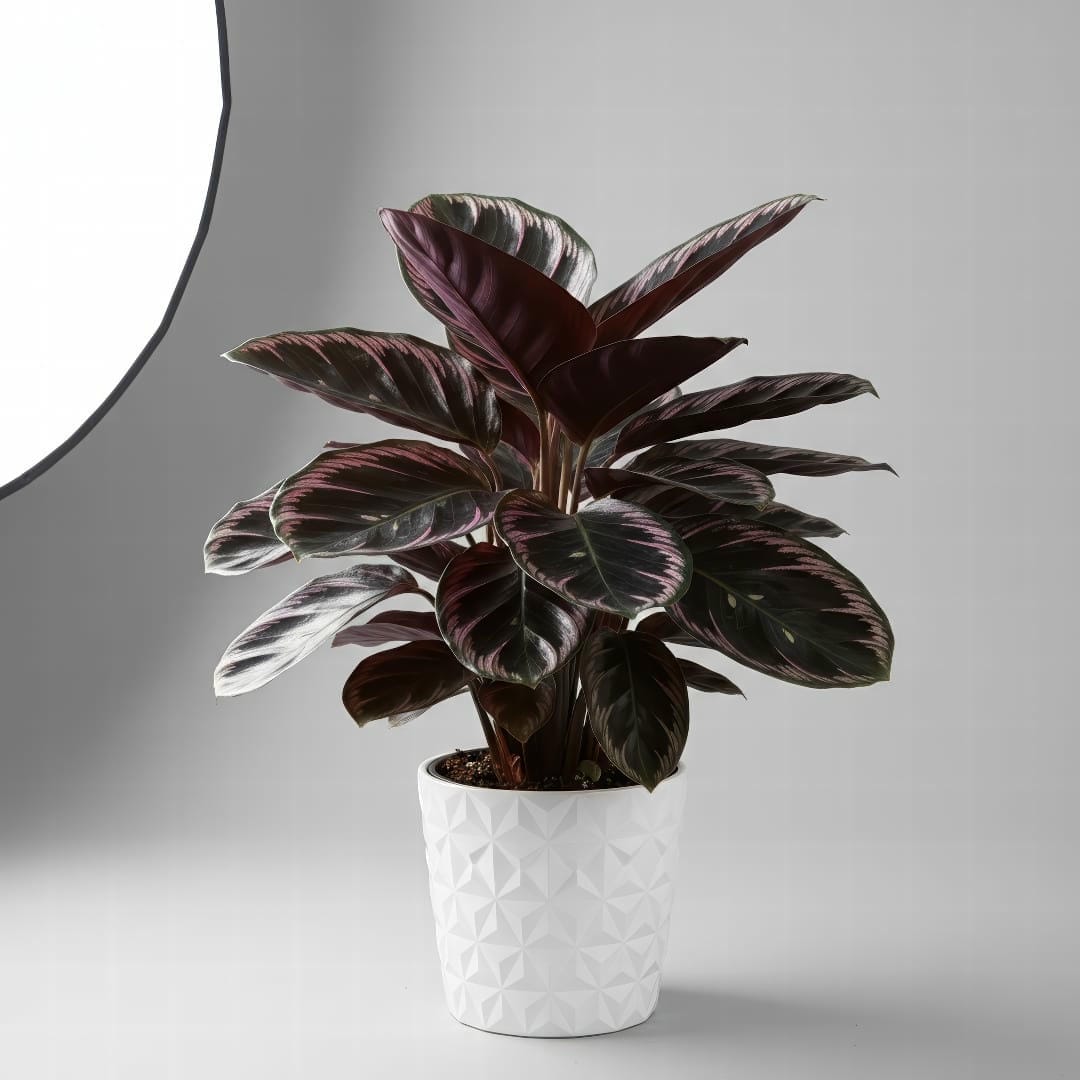 Calathea Dottie