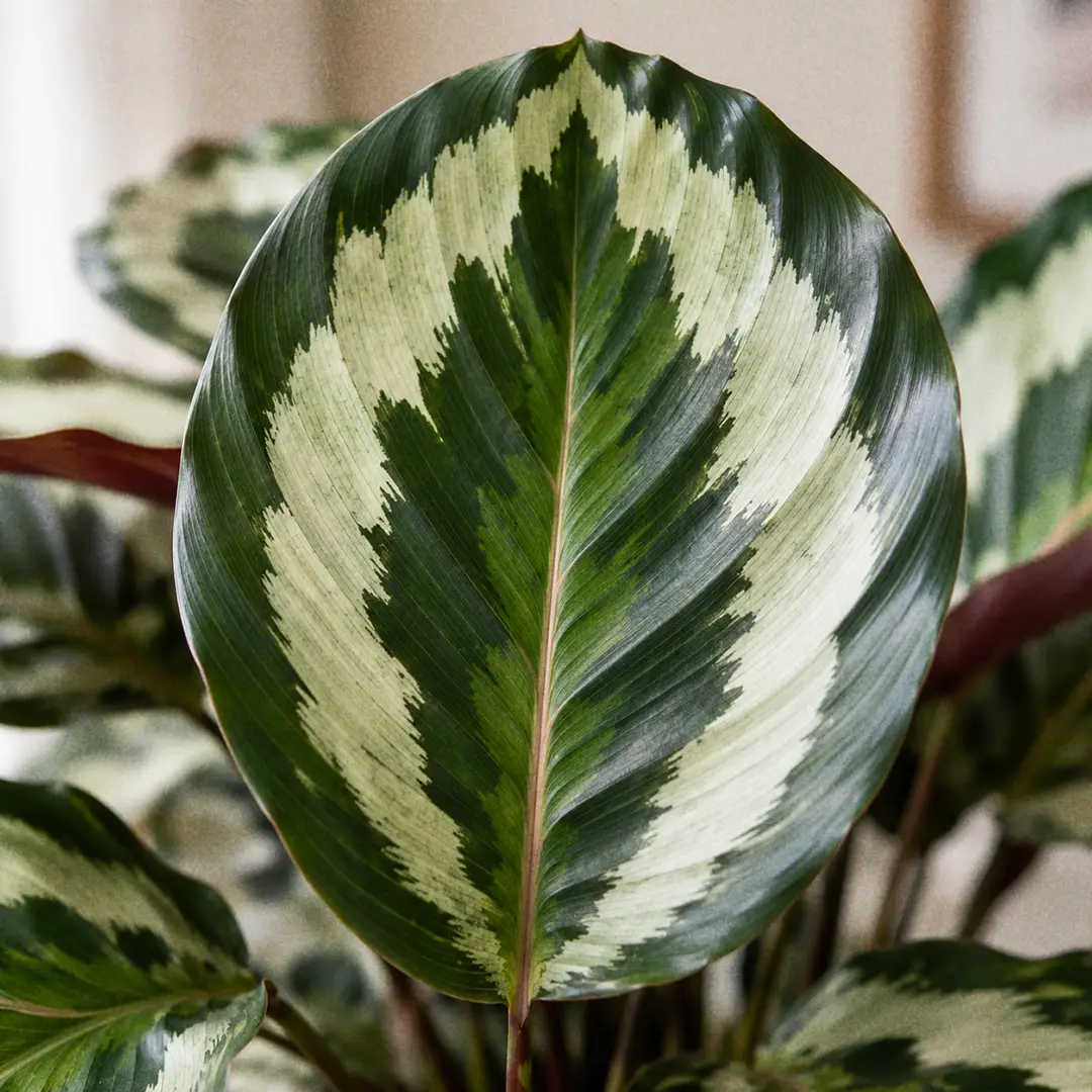 A macro close-up of a single Calathea Medallion leaf filling the frame, showing concentric rings of dark green, silvery pale green and a cream feathered band, with fine veins radiating from the central midrib and soft window light across the surface