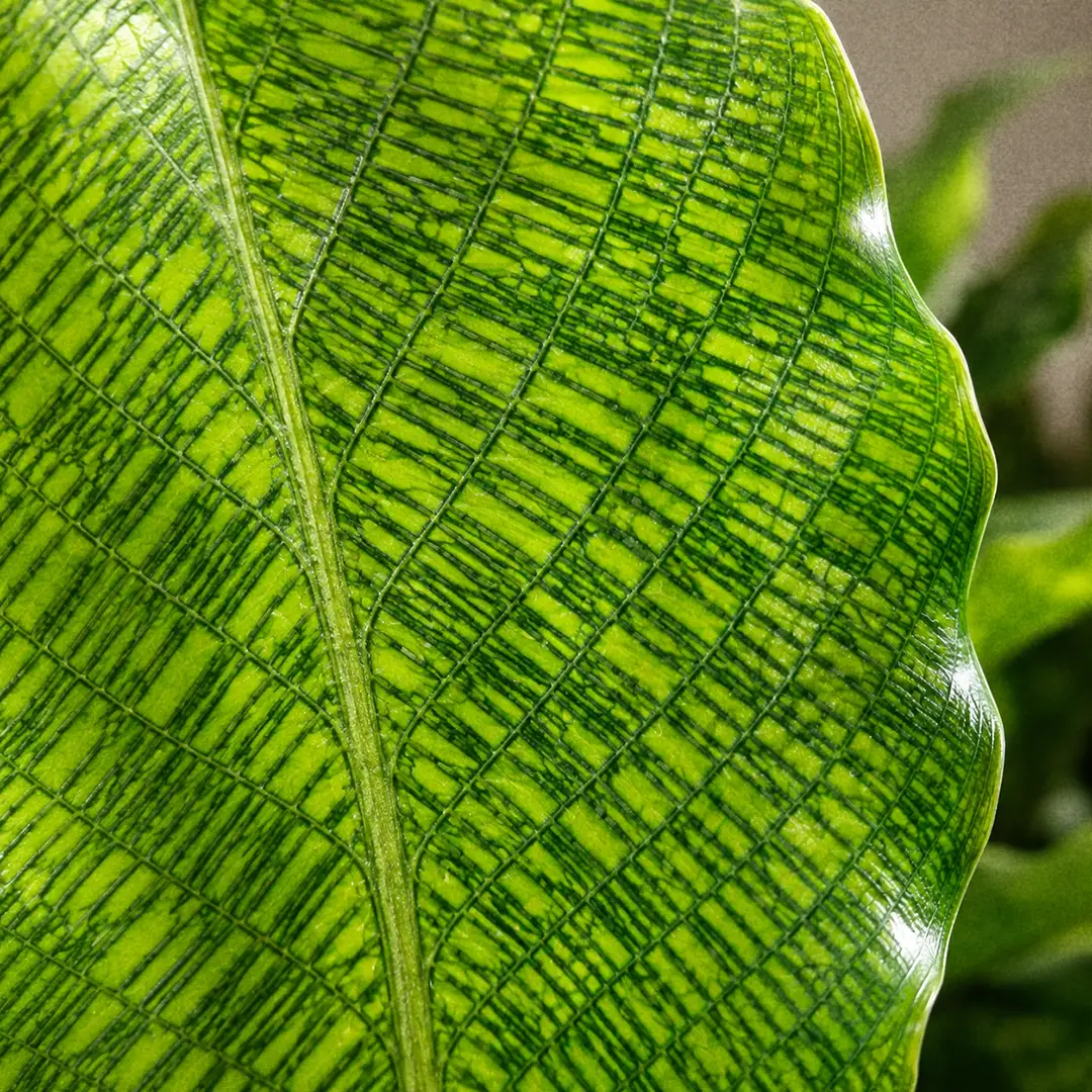 Extreme macro close-up of a single Calathea Network leaf showing the fine dark green grid of tightly spaced cross-veins forming a mosaic pattern across the pale green leaf surface, backlit by soft window light