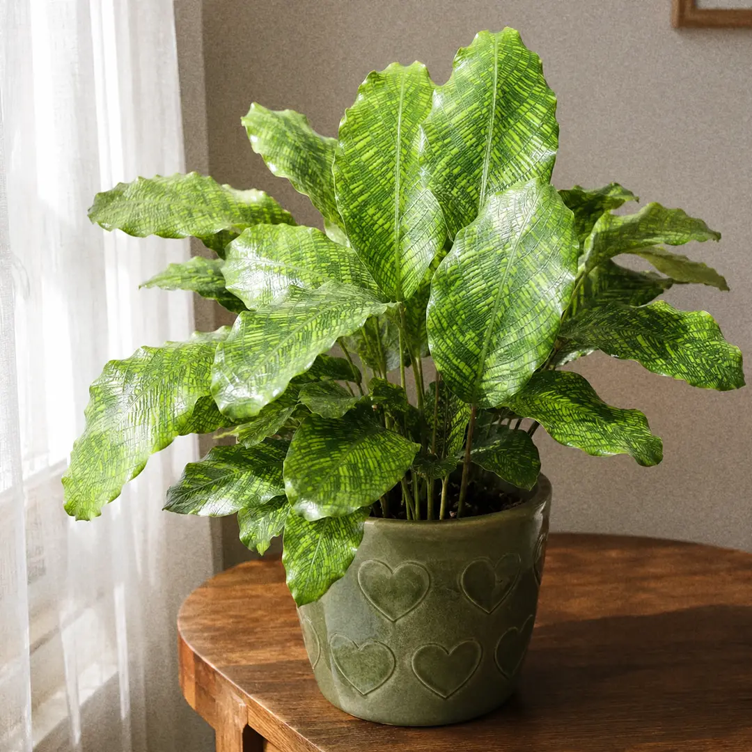 Calathea Network