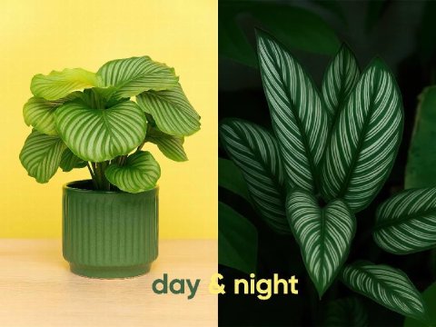 A split-screen image showing Calathea orbifolia leaves open during the day and folded up at night.
