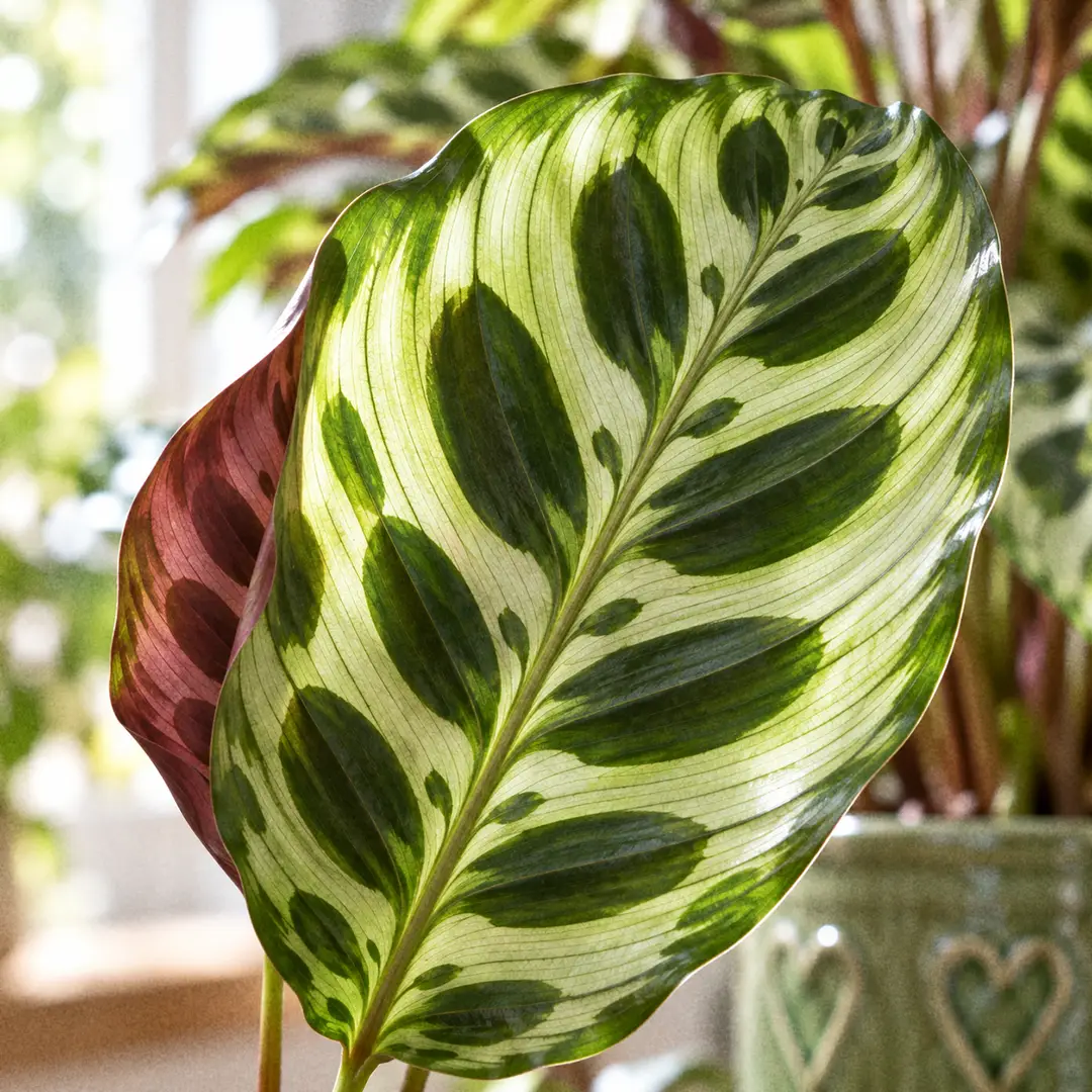 Macro close-up of a Calathea Peacock leaf showing the pale silvery green background, dark green feathered oval blotches along the veins, a dark green border, and the edge of the leaf folded slightly to reveal the reddish purple underside