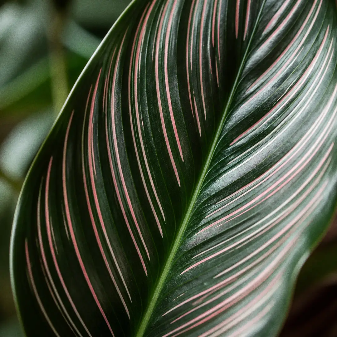 A macro close-up of a single Calathea Pinstripe leaf filling the frame, showing fine pink and silvery-white stripes radiating from the central midrib across a glossy deep green blade, with the leaf edge catching soft window light
