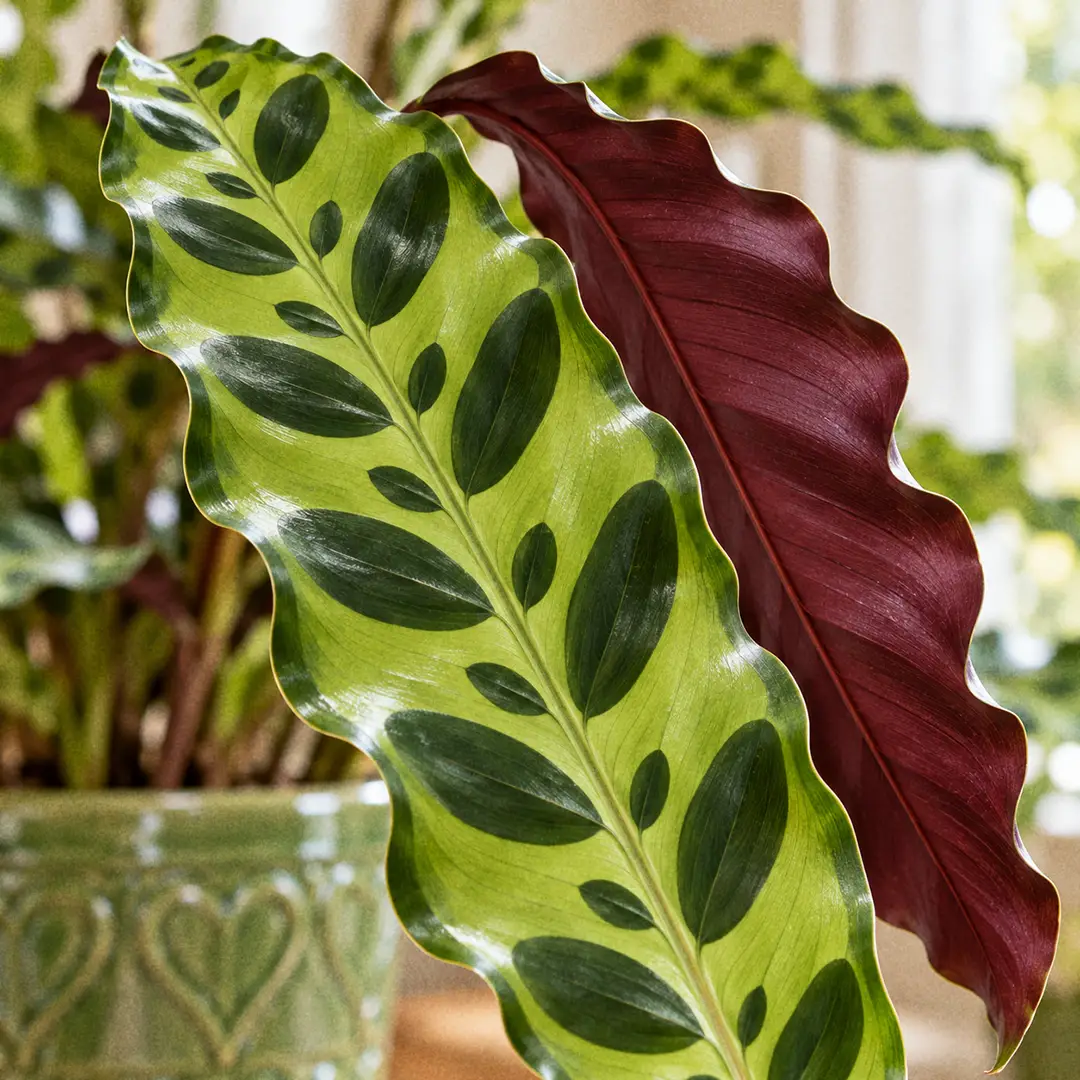 Macro close-up of a Calathea Rattlesnake leaf showing the wavy edge, light green surface, alternating large and small dark green ovals along the midrib, and one leaf turned to reveal the deep purple-maroon underside