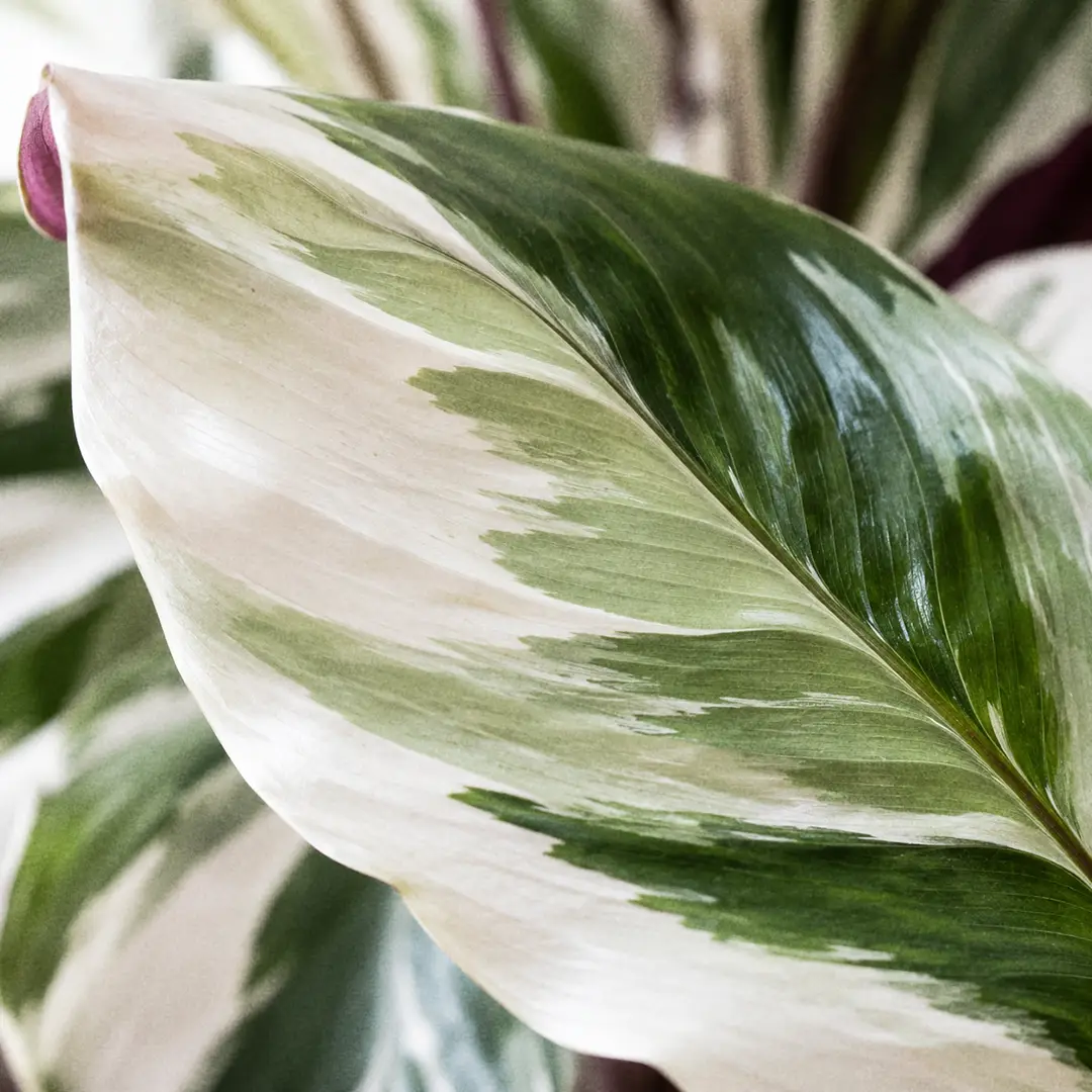 A macro close-up of a single Calathea White Fusion leaf filling the frame, showing the marbled boundary where creamy white tissue feathers into mint and deep green along the veins, with soft window light across the semi-glossy surface