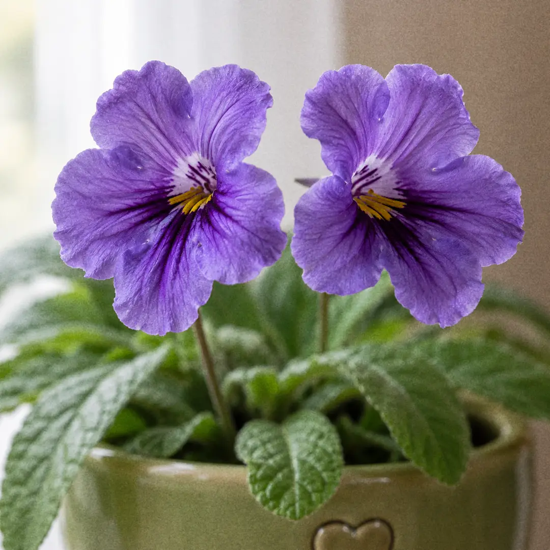 Macro close-up of a Cape Primrose inflorescence with two open trumpet-shaped purple flowers showing darker veining in the throat and yellow stamens, surrounded by long soft strap-shaped green leaves, in a green ceramic pot with a heart motif against a softly lit window
