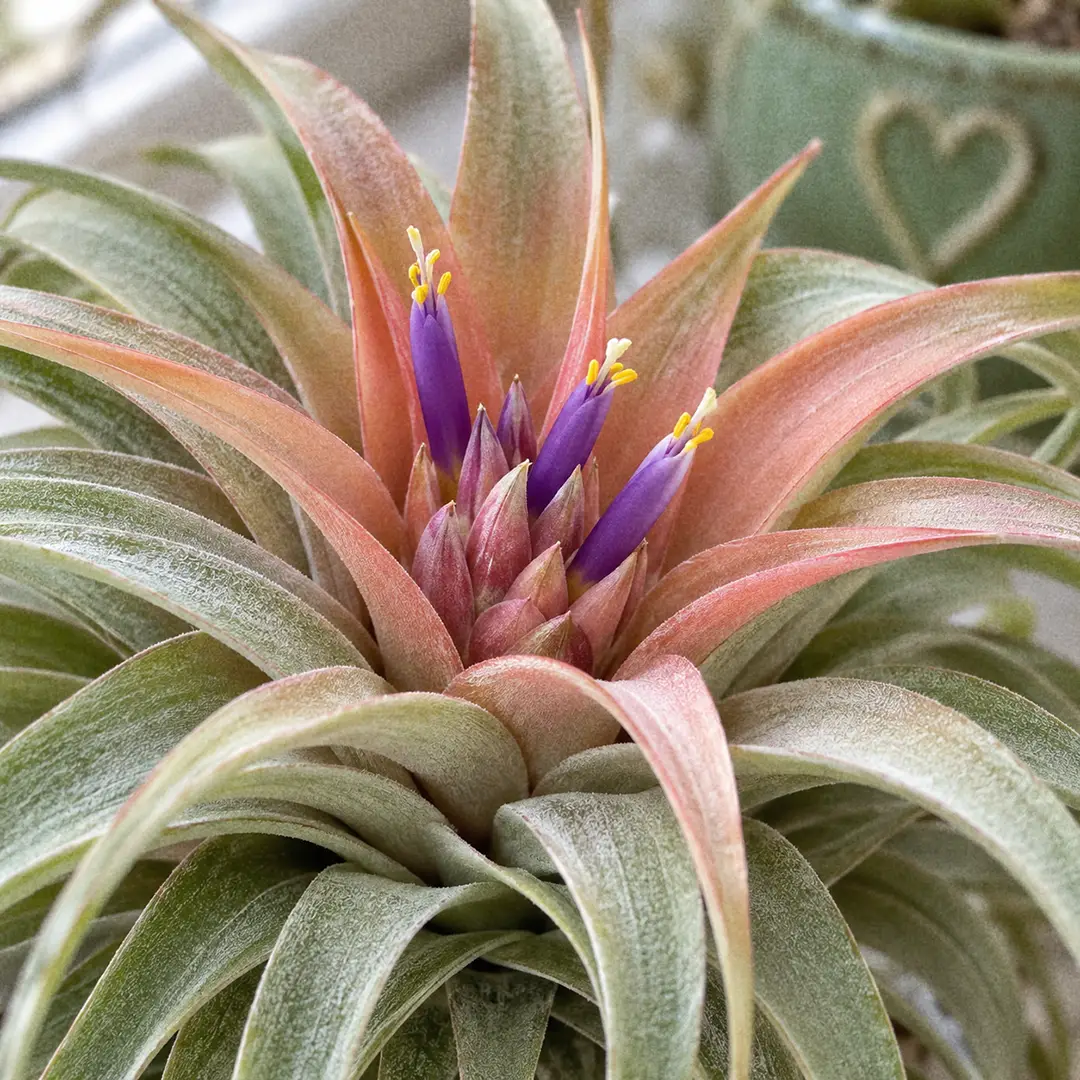 A close-up of a Capitata Peach Air Plant in bloom, showing the center leaves blushed peach and pink around a compact flower head with slim purple tubular flowers and yellow stamens emerging from it
