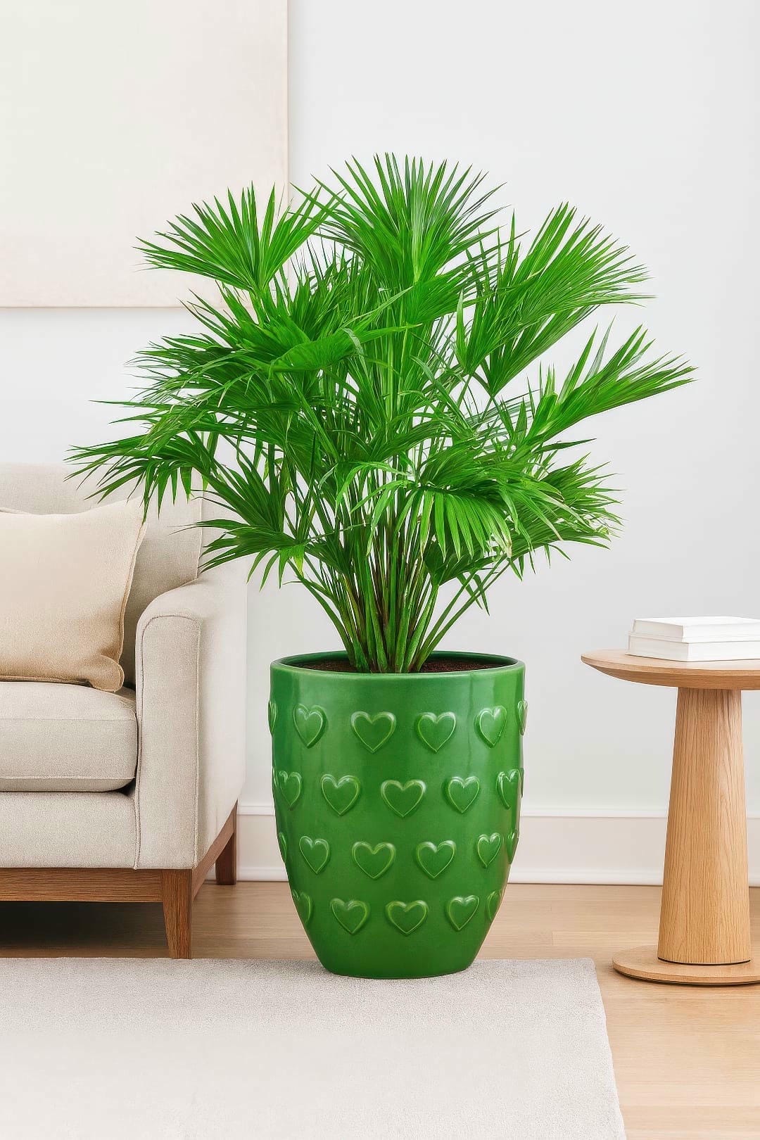 Chinese Fan Palm
