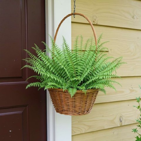 A top-down view of a Christmas Fern showing its lush, fountain-like clump of green fronds.