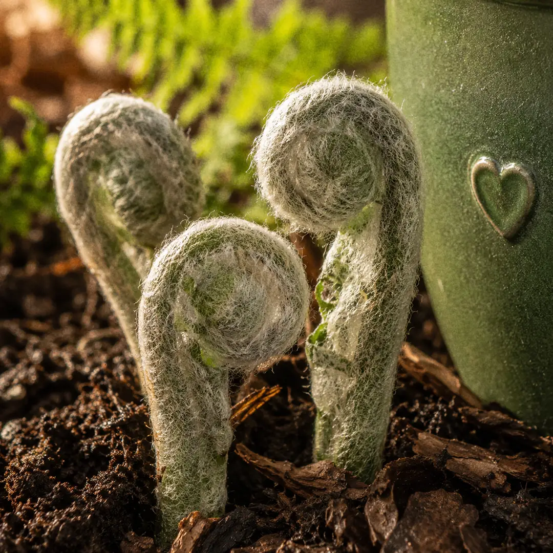 A close-up of three young Cinnamon Fern fiddleheads tightly coiled and covered in dense silvery-white wool, pushing up from a bed of dark damp soil and leaf mulch in early spring, with soft golden morning light catching the woolly fuzz