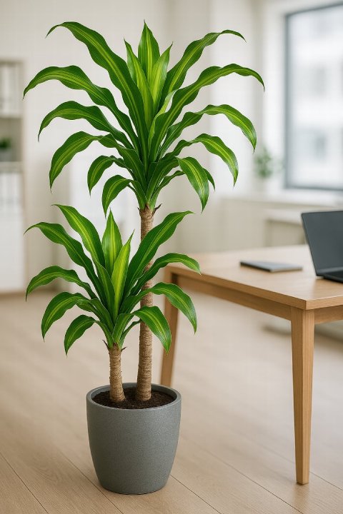 A Dracaena 'Massangeana' used as a floor plant in a well-lit, professional office setting next to a desk.