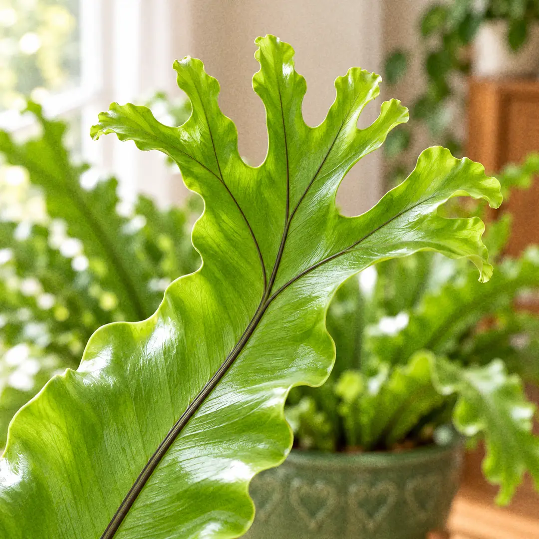 A macro close-up of a Crissie Bird's Nest Fern frond tip, showing the glossy apple-green blade dividing into a flat branched fork with several wavy lobes and the dark midrib splitting into each branch