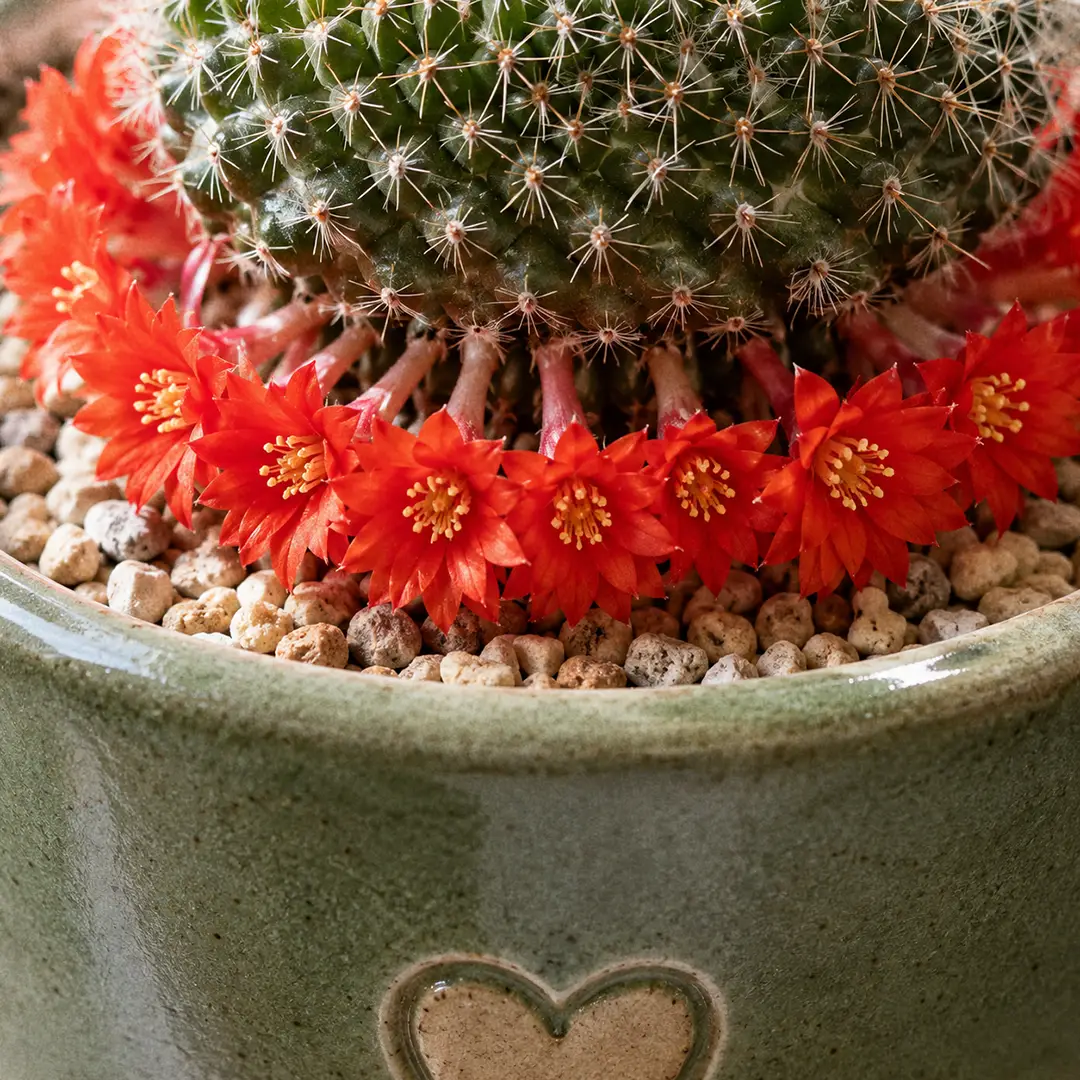 A macro close-up of a Crown Cactus with a ring of vivid scarlet orange-red funnel-shaped flowers opening around the base of the green globular body, showing the slender flower tubes emerging from the lower areoles