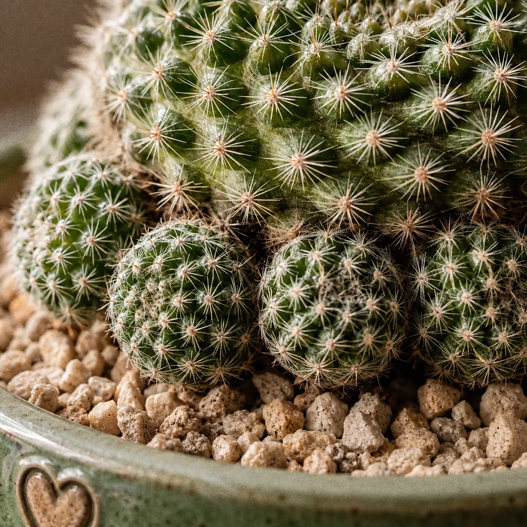 A macro close-up of the base of a Crown Cactus showing several small green offsets clustered tightly around the mother plant, with short white bristly spines and spiralled tubercles clearly visible