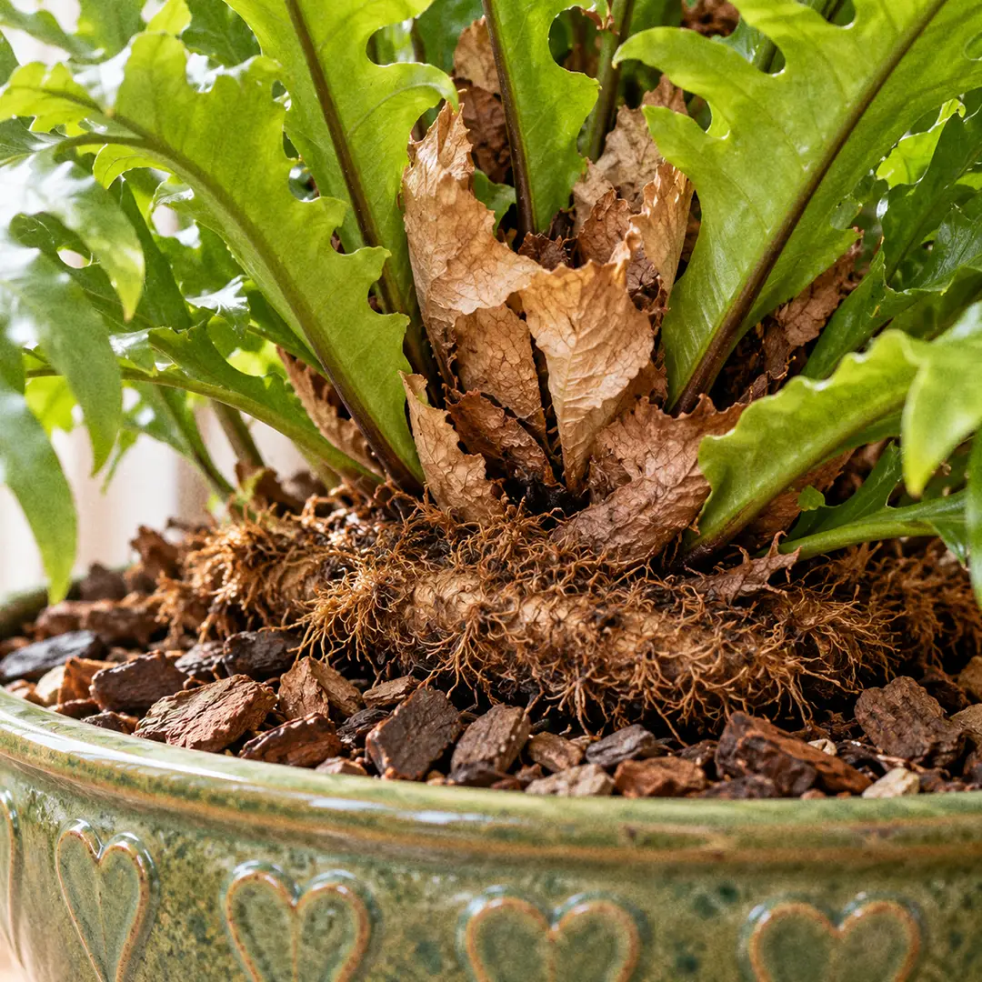 A macro close-up of the thick creeping rhizome of a Crown Fern, covered in dense brown fuzzy scales and resting on top of chunky orchid bark mix, with the widened, lobed bases of several fronds overlapping above it to form a nest