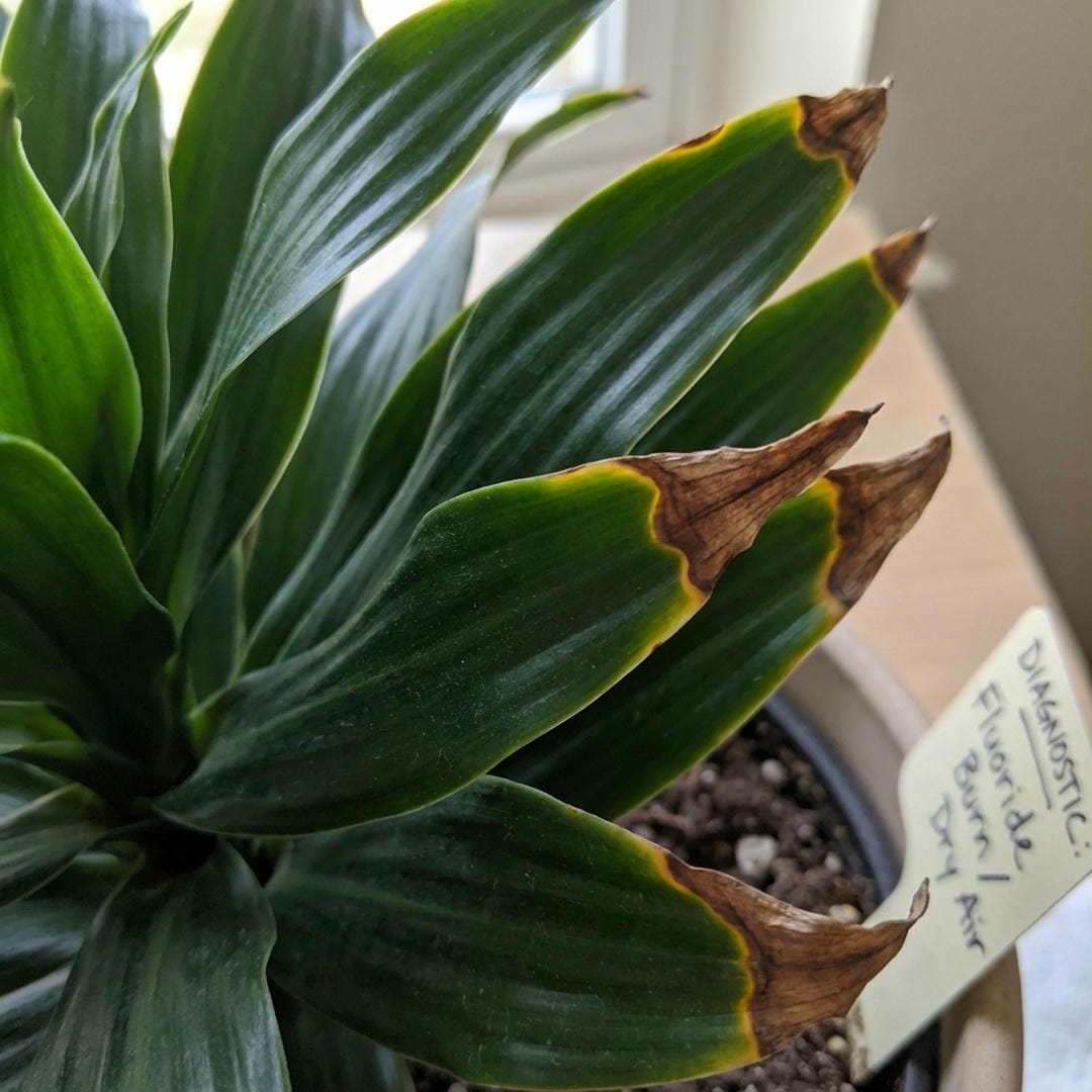 Dracaena leaf showing brown tips from fluoride burn