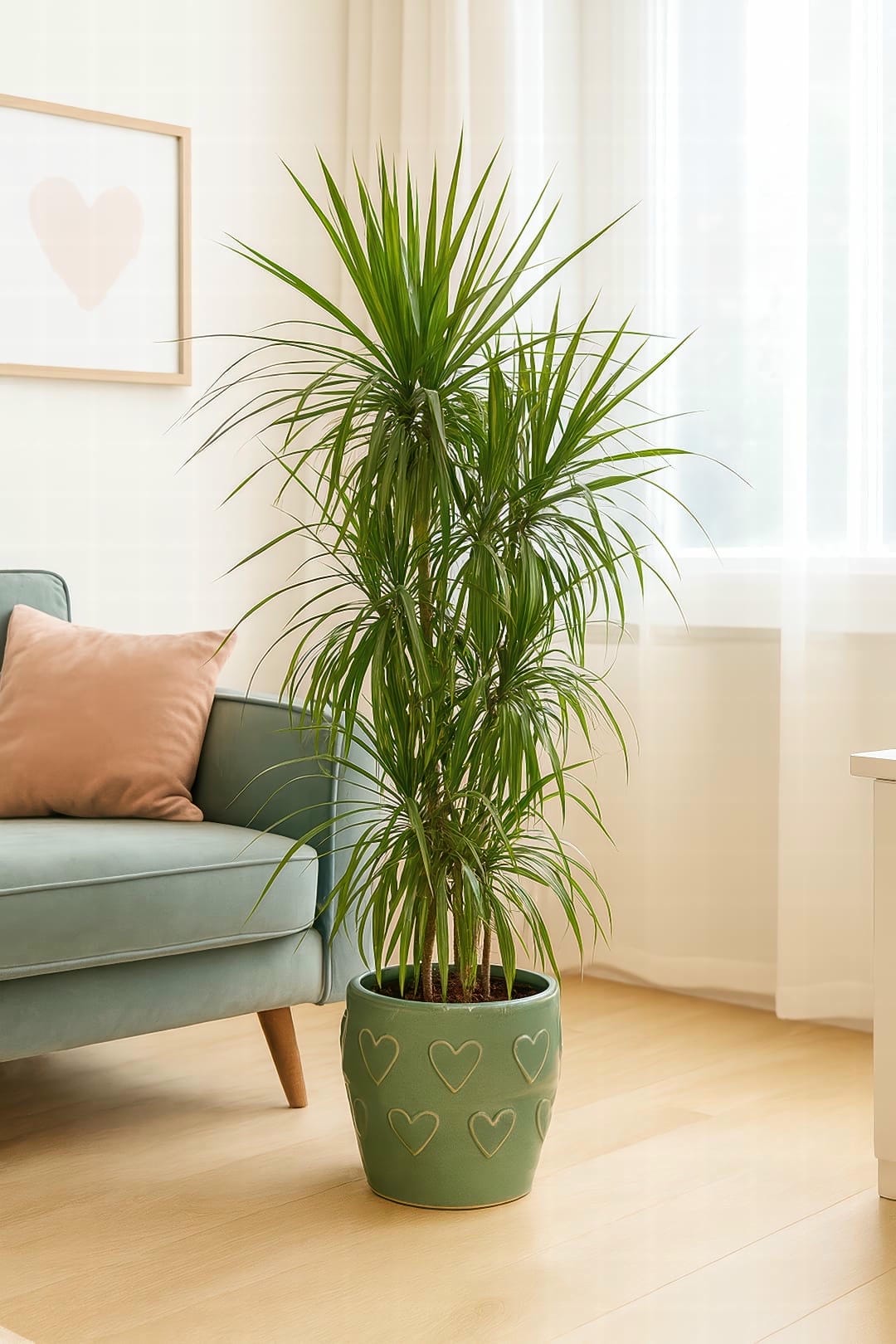 Red-Edged Dracaena
