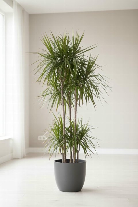 A tall Dracaena marginata in a modern white ceramic pot.
