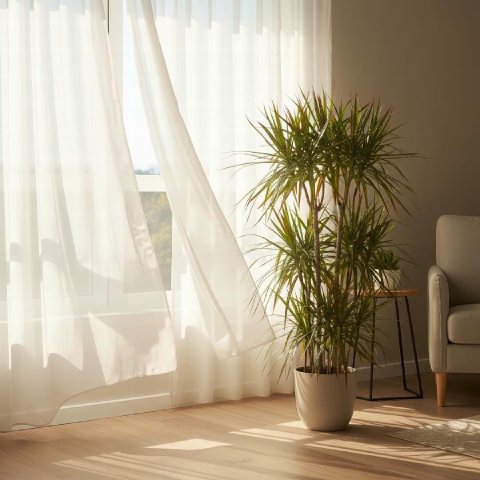 A Dracaena marginata in a bright room with indirect sunlight