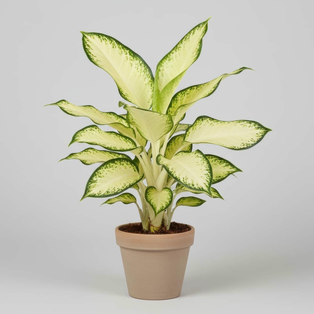 A Dieffenbachia 'Camille' with its creamy white and green leaves