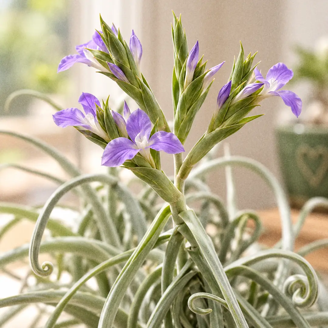 A close-up of a blooming Duratii Air Plant showing a tall branched flower spike with flat green bracts and open three-petaled lavender-violet flowers with white centers, silver curled leaves blurred in the background