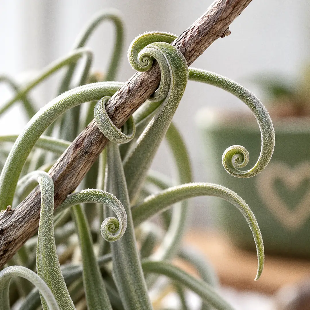 A macro close-up of Duratii Air Plant leaves showing thick silvery leaf tips curled into tight hooks and coils wrapped around a thin wooden branch, with soft window light catching the silver scales