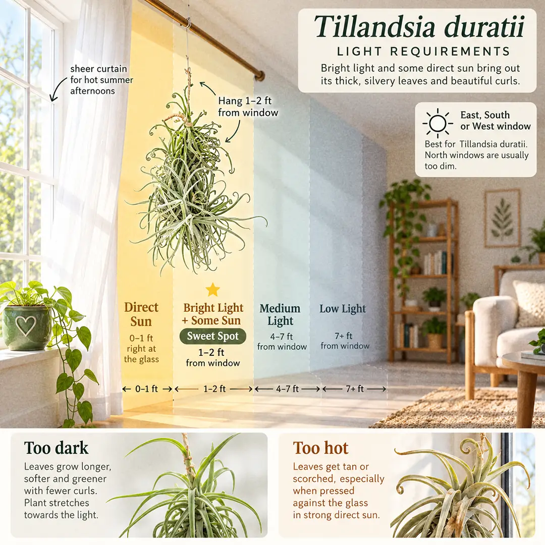 A labeled light guide diagram showing where to hang a Duratii Air Plant indoors, within one to two feet of an east, south, or west window in the bright light zone with some direct sun, a sheer curtain for hot afternoons, medium and low light zones marked as too dark, and thumbnails of a soft green stretched plant and a plant with scorched tan patches