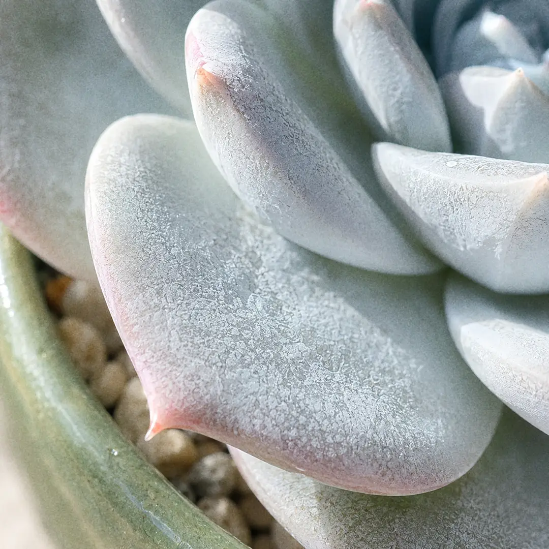 A macro close-up of a single Echeveria elegans leaf and the rim of the surrounding rosette, sharp focus on the chalky white epicuticular wax (farina) coating the plump spoon-shaped leaf, the translucent thin tip glowing in soft window light, and a faint pink blush along the leaf edge