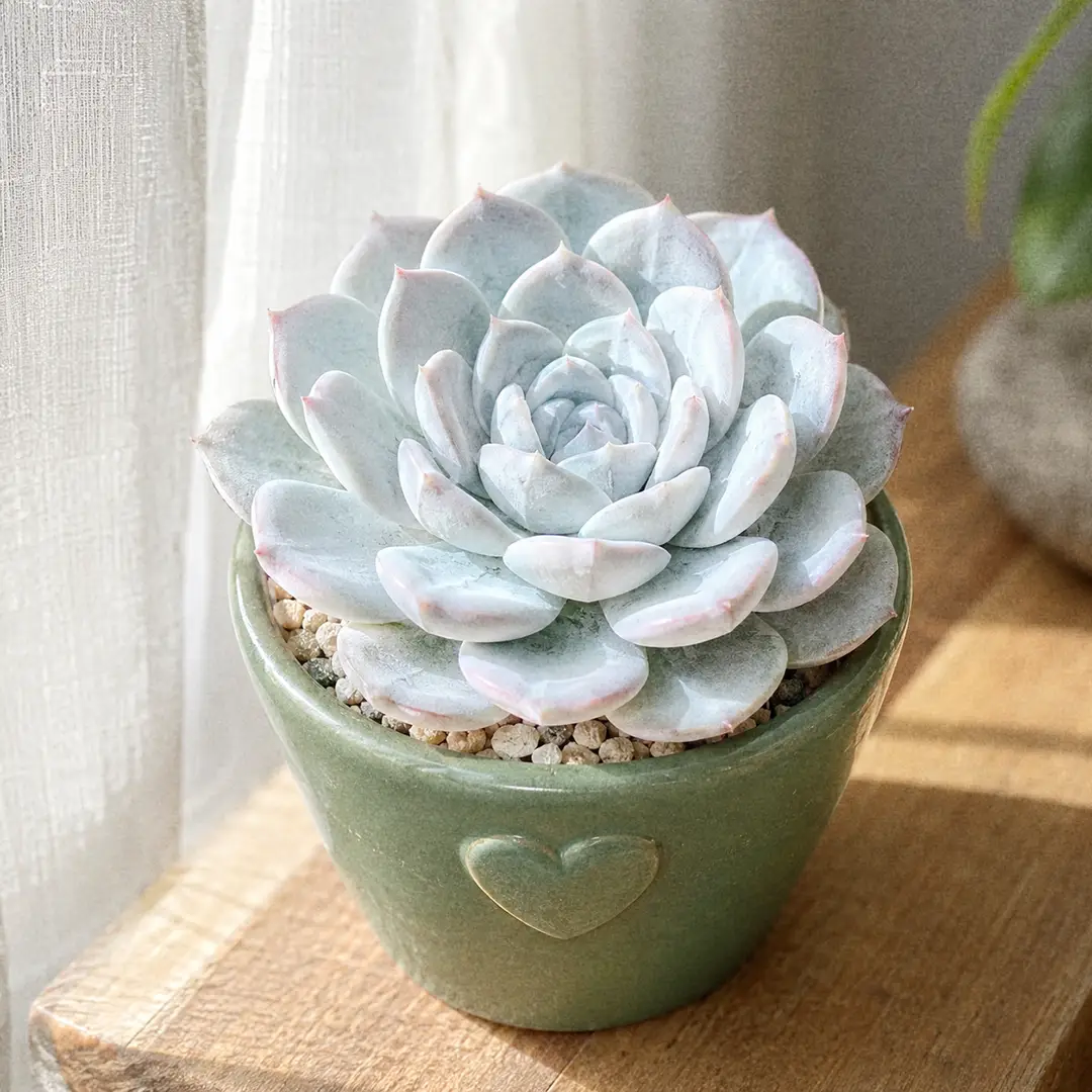Echeveria