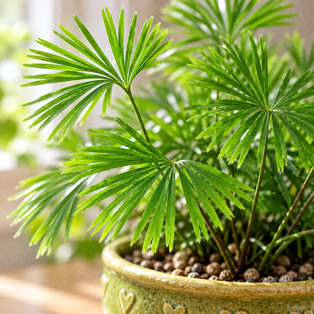 A macro close-up of several Eyelash Fern fronds showing how each wiry stalk ends in a flat fan of narrow, forked, needle-like green segments radiating outward like a tiny palm leaf, with soft window light on the fine segment edges