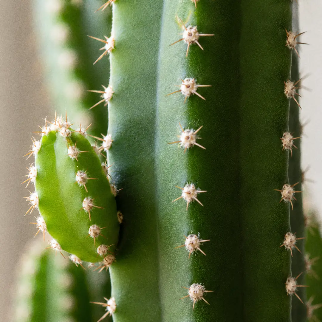 A macro close-up of a Fairy Castle Cactus branch junction showing the five-ribbed green stem, small woolly areoles along the rib edges with short cream spines, and a new side branch emerging from the column