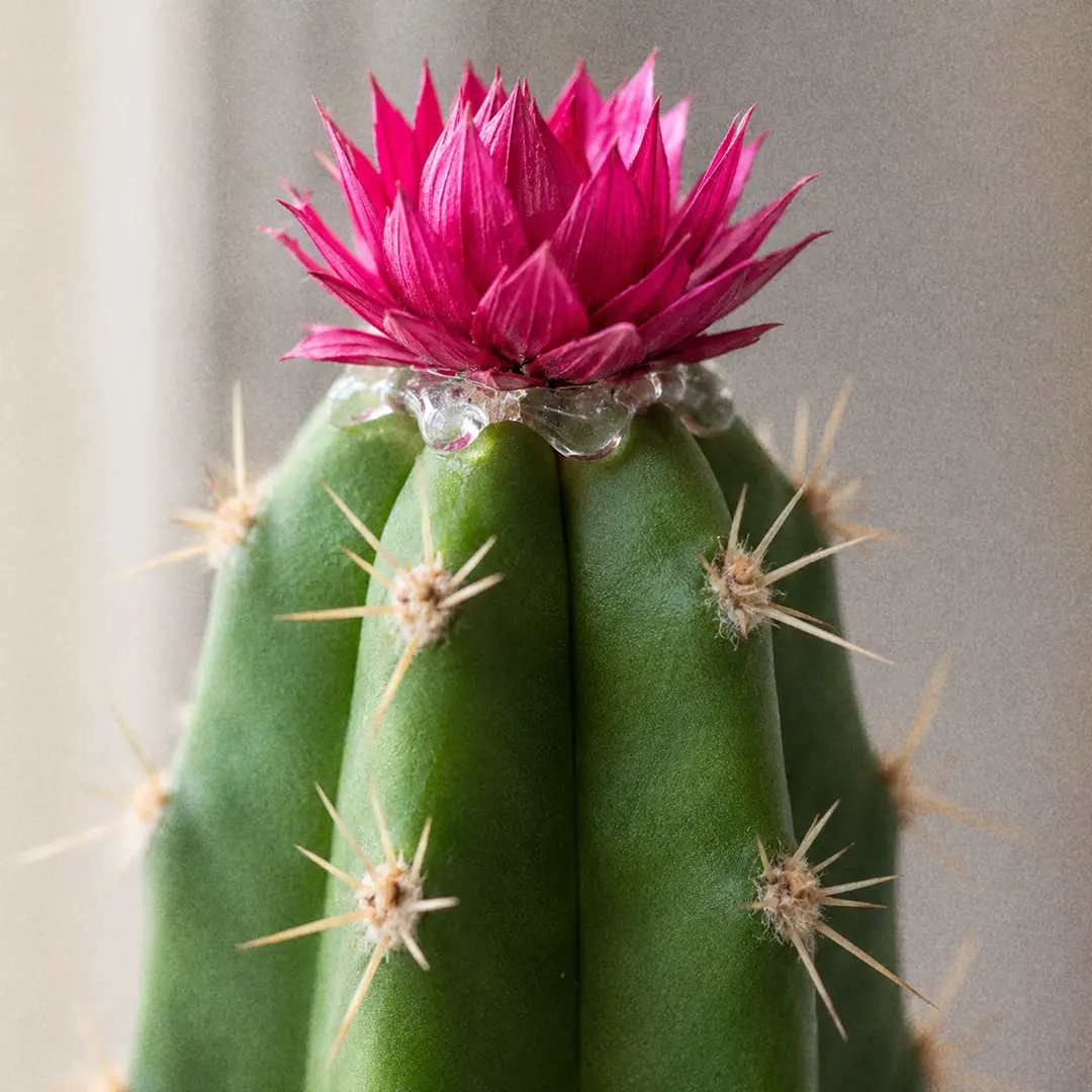 A macro close-up of the top of a Fairy Castle Cactus column with a bright pink dried straw flower glued to the growing tip, showing the visible dab of hot glue underneath and the ribbed green stem below