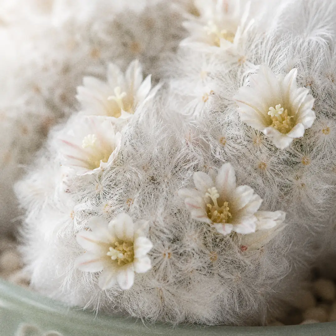 A macro close-up of a Feather Cactus in bloom with small creamy white funnel-shaped flowers with pale yellow throats opening between the dense feathery white spines