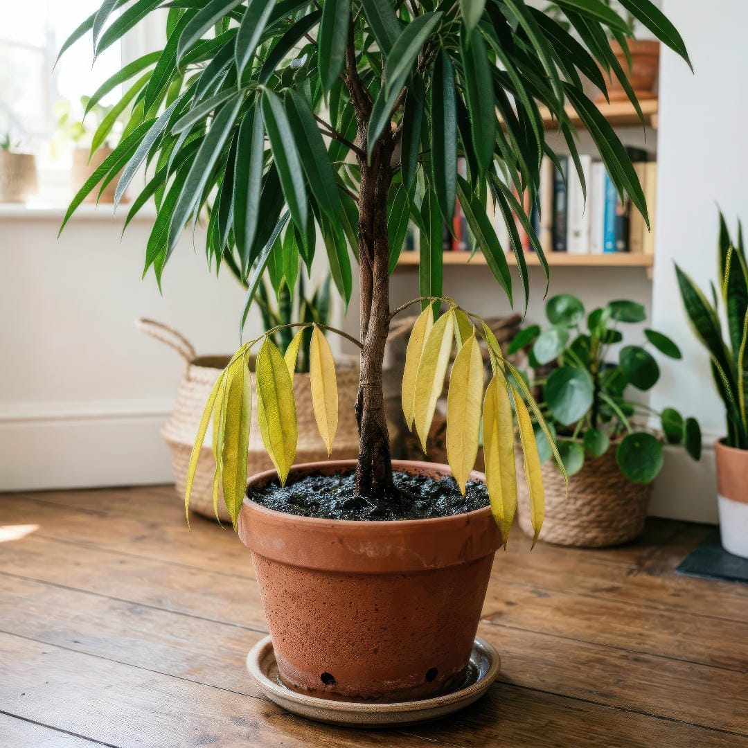 A Ficus Alii plant with yellowing lower leaves that suggest overwatering or a root problem.