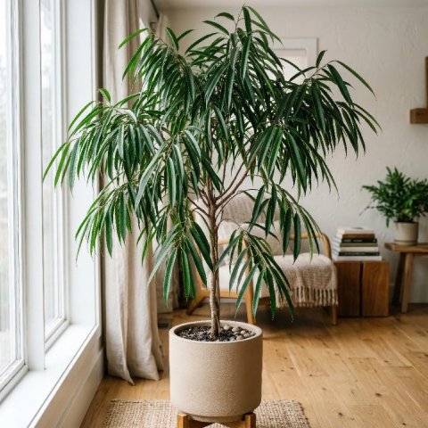 Complete Guide to Ficus Alii Care and Growth