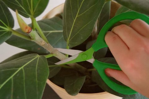 A person wearing gardening gloves is carefully pruning a Ficus Audrey branch.