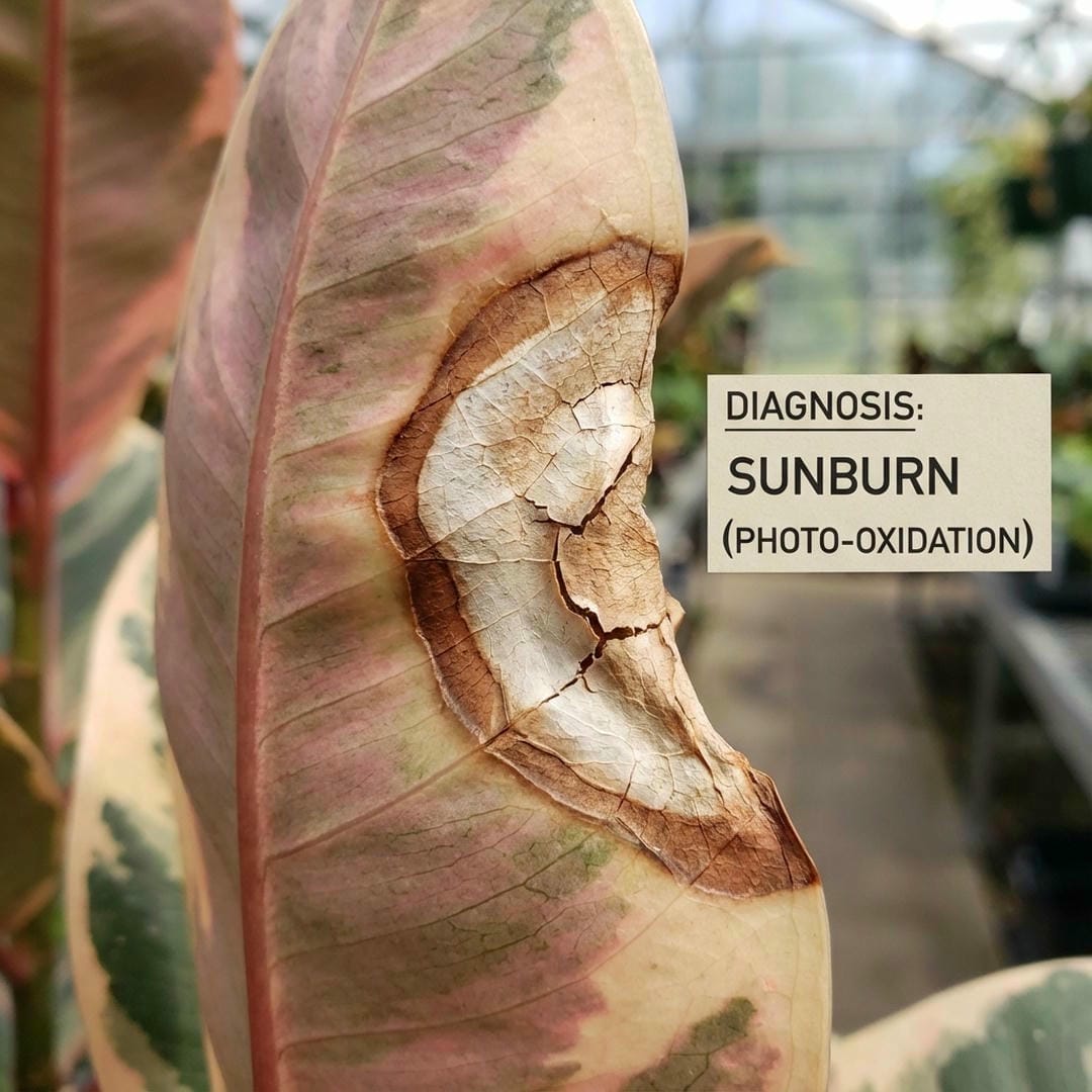 Ficus Ruby leaf showing signs of sunburn with scorched patches