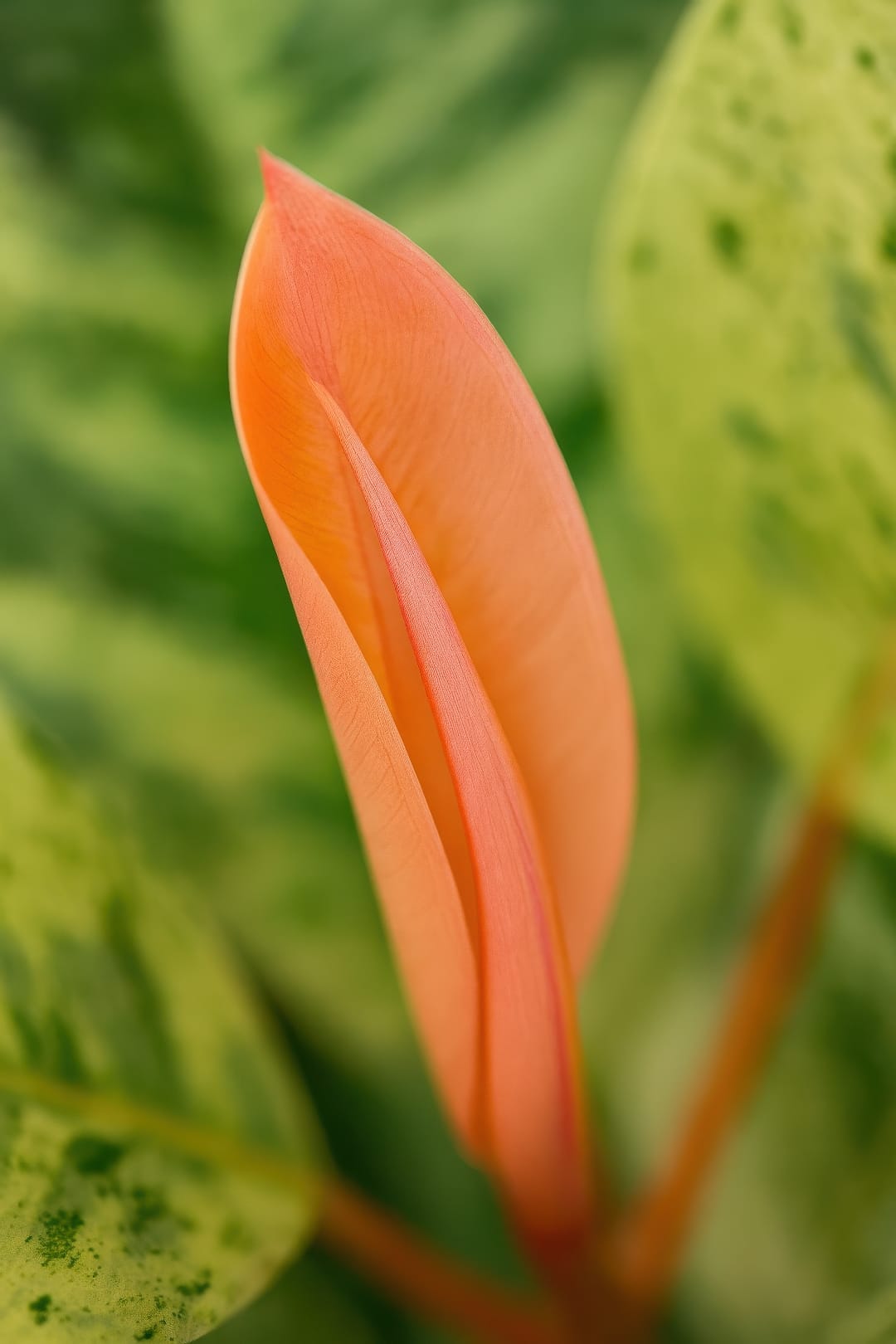 A close-up of a new pinkish-orange leaf unfurling on a Ficus Shivereana